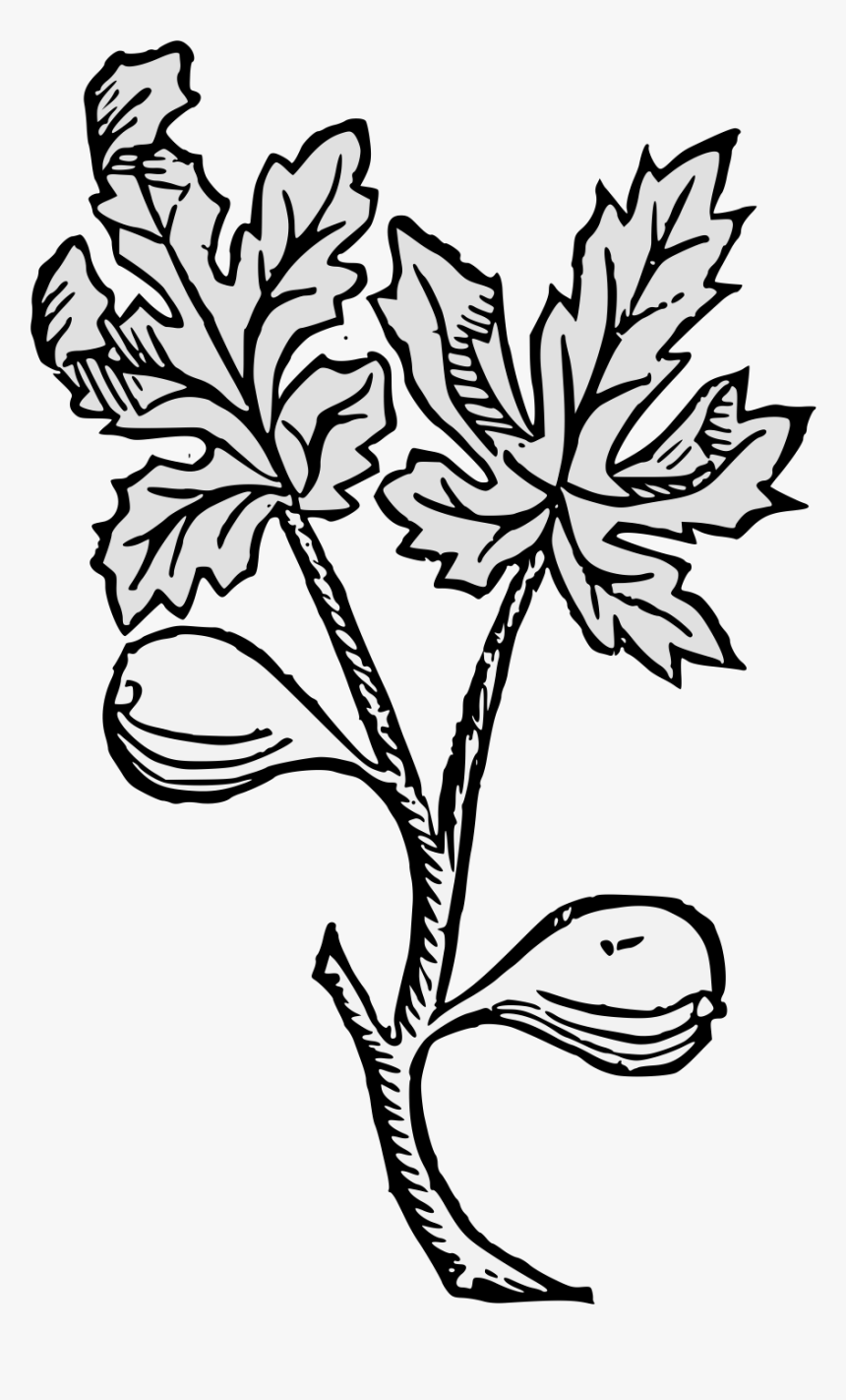 Rosa Glauca, HD Png Download