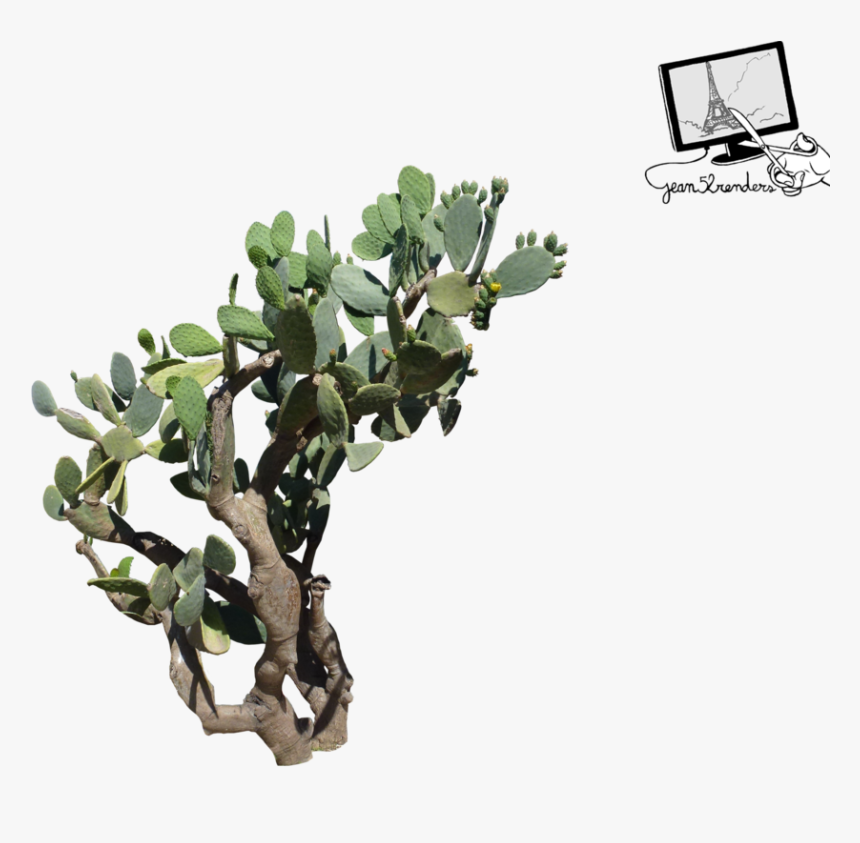 Fig Tree Png, Transparent Png