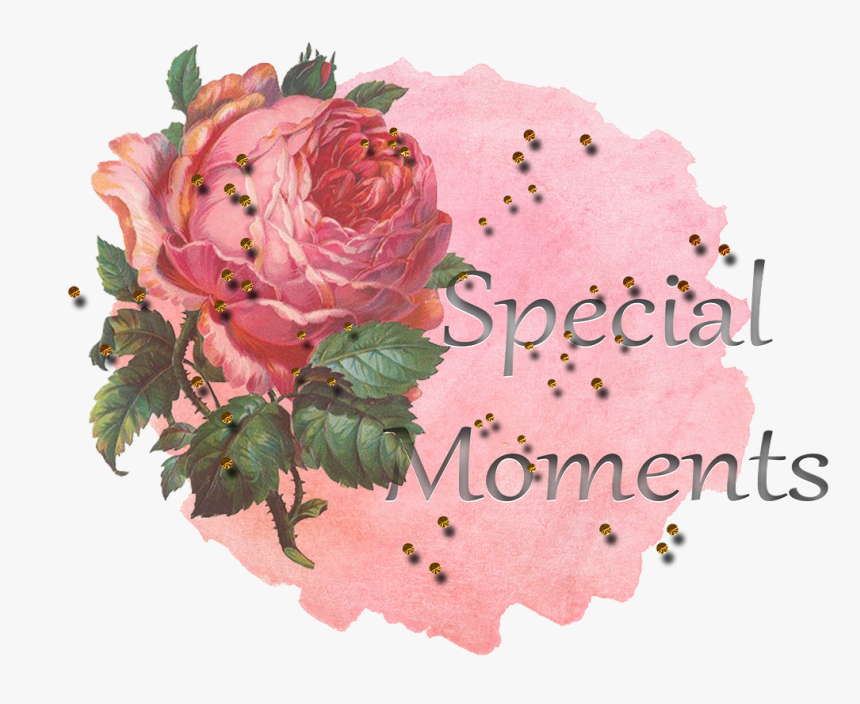 Garden Roses, HD Png Download