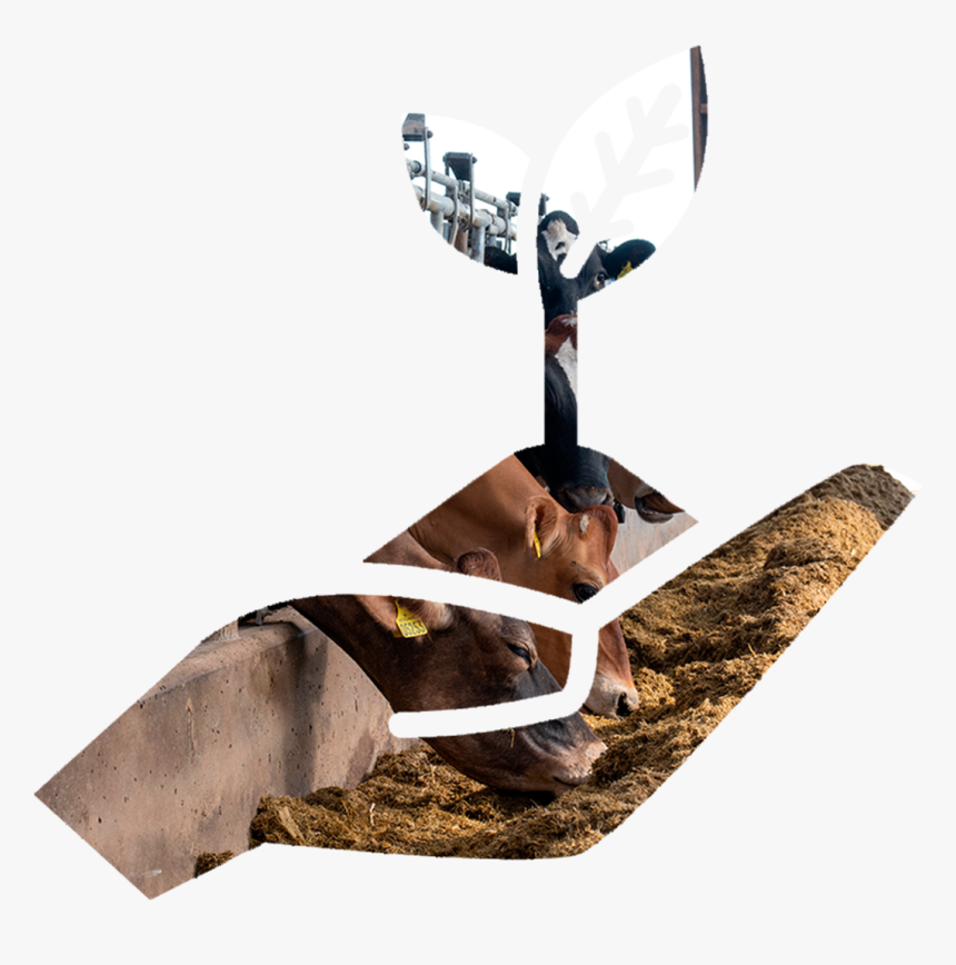 Reindeer, HD Png Download