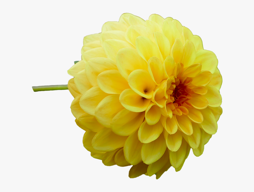 Dahlia, Dahlia Flower, Yellow, Garden, Late Summer - Yellow Dahlia Png, Transparent Png