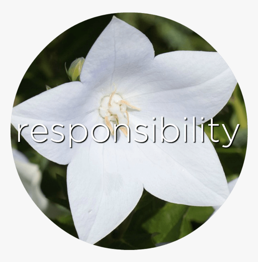 Lily, HD Png Download