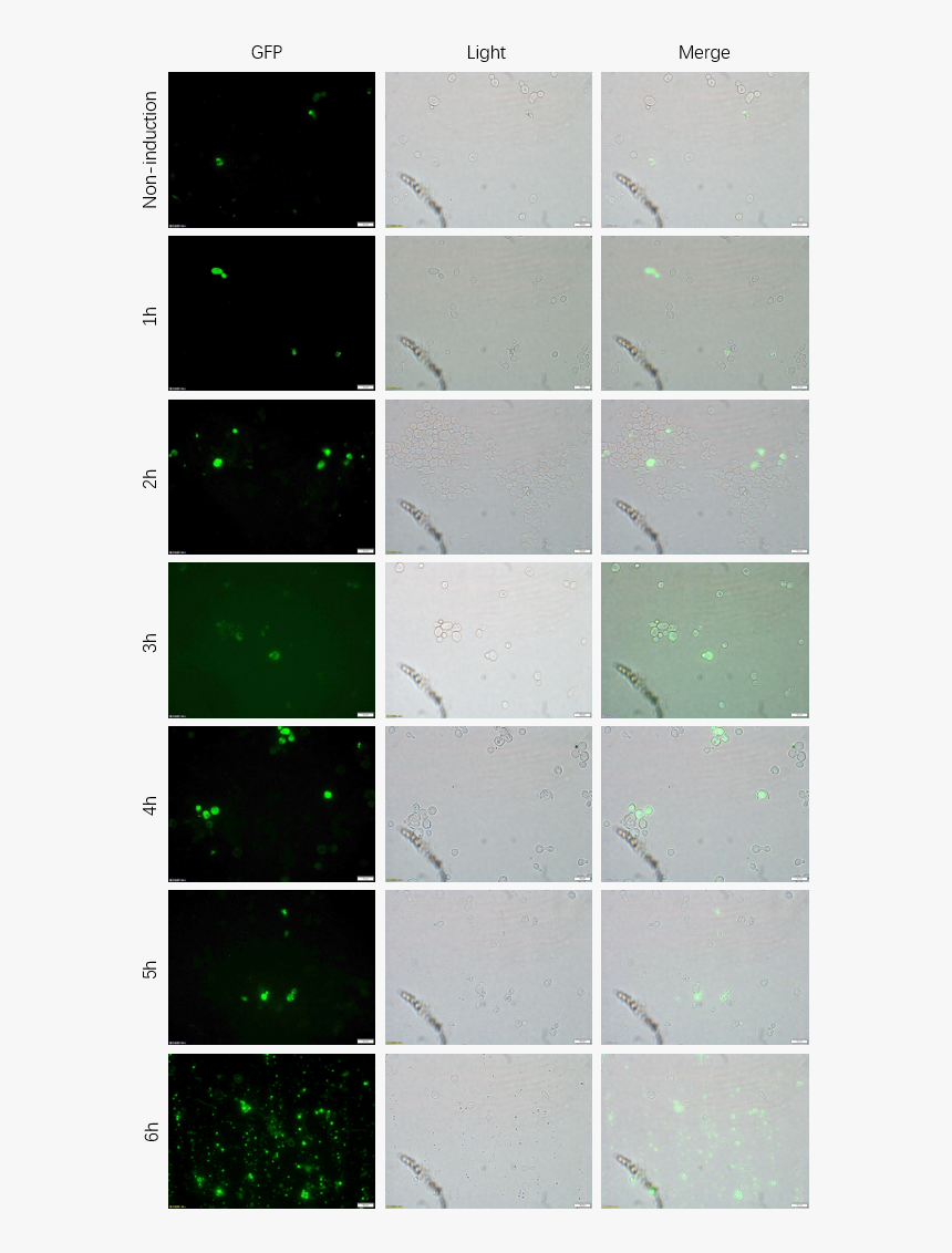 Light Green Background Png, Transparent Png