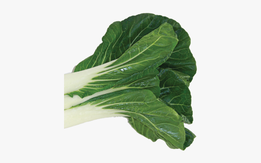 Bok Choy Png, Transparent Png