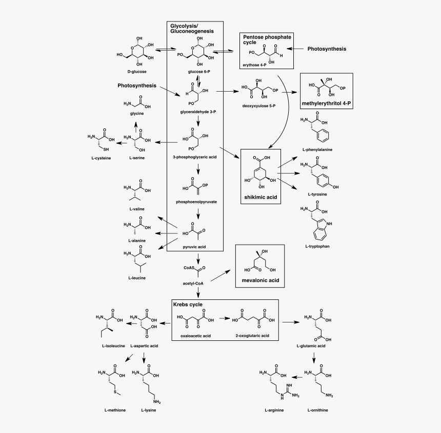 Biogenesis Of Natural Products, HD Png Download