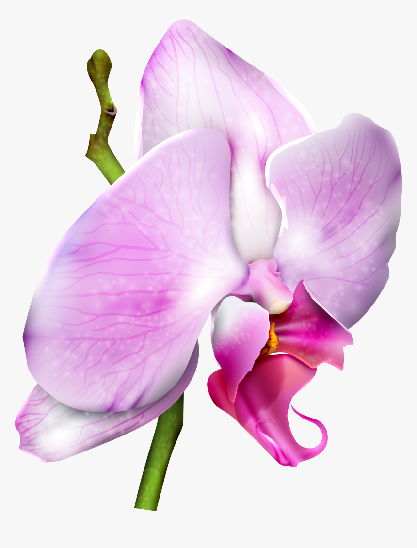 Gallery Flowers Png - Sweet Pea Flower Png, Transparent Png