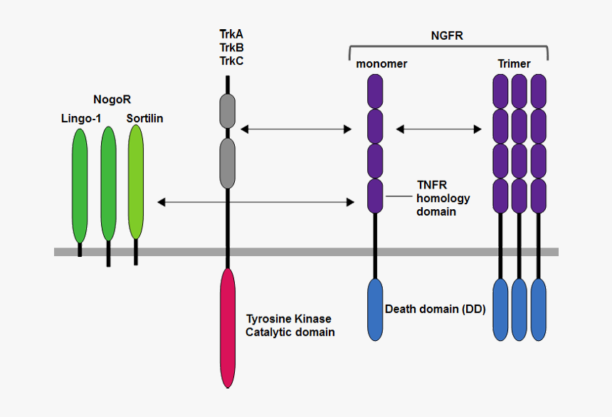 Diagram, HD Png Download