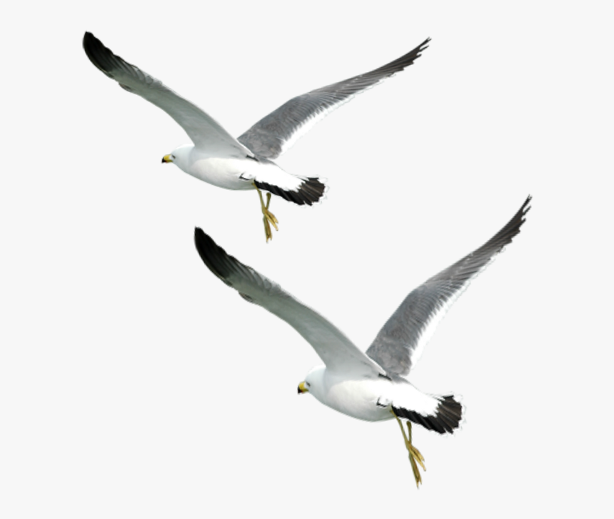 Ftestickers Birds Flying Fly Love Sunset Sea Seabirds - Love Birds Flying Png, Transparent Png