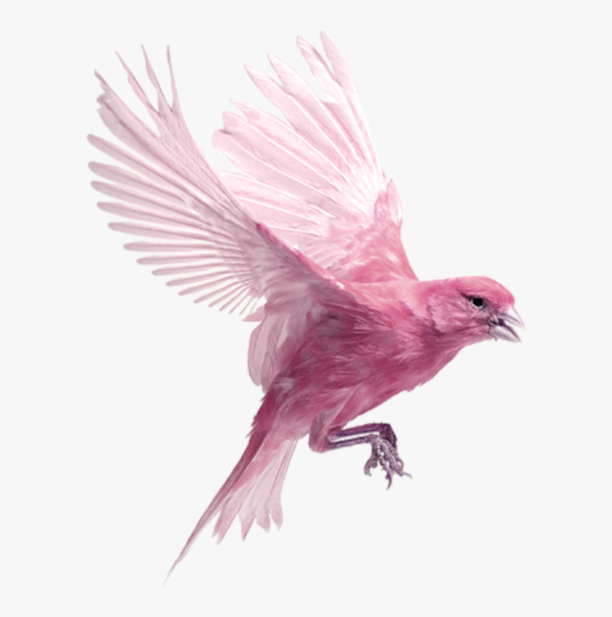 Purple Bird On White Background, HD Png Download