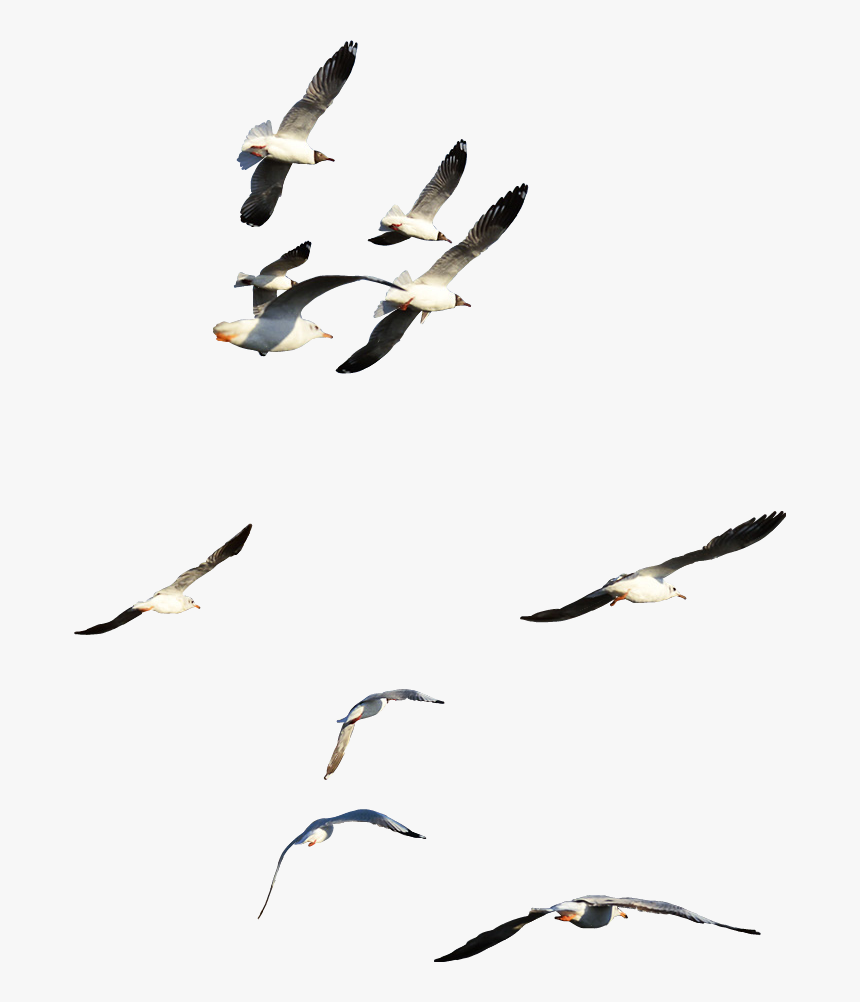 #ftestickers #birds #fly #flying #flyinghigh #onthesky - Flock, HD Png Download
