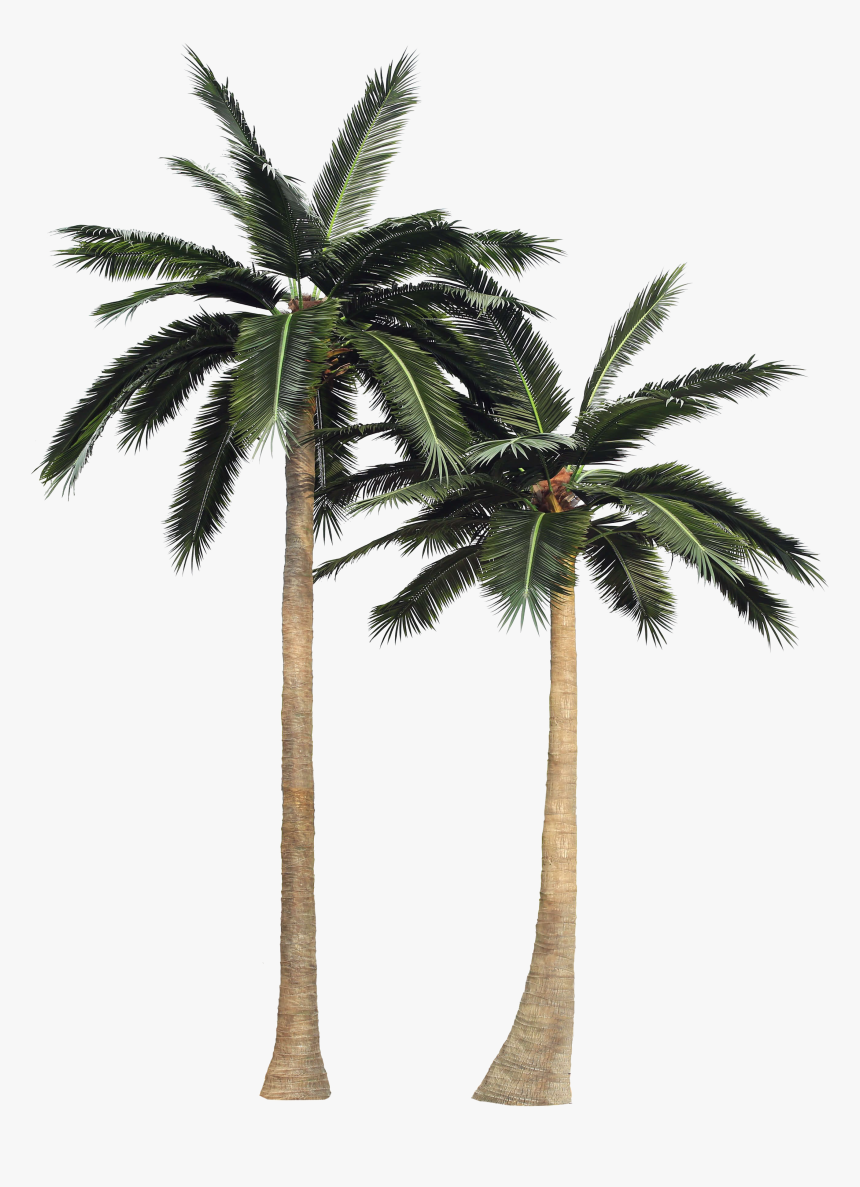 Coconut Tree, HD Png Download