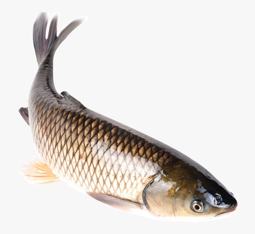 鯇 魚, HD Png Download