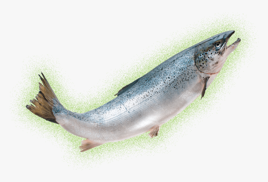 Transparent Salmon Clipart - Aquadvantage Salmon Png, Png Download