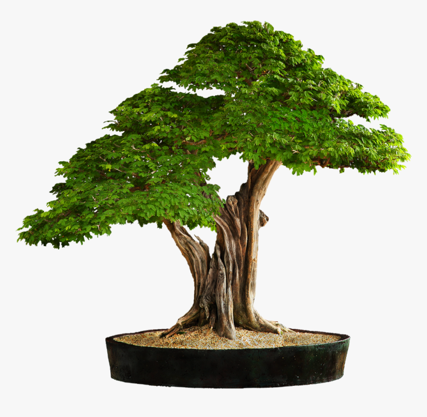 Transparent Arbre Png - Bonsai Tree Transparent Background, Png Download
