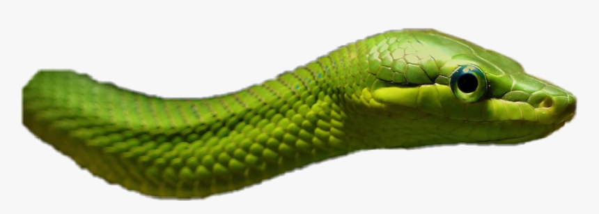 #animals #reptile #snake #green - Western Green Mamba, HD Png Download