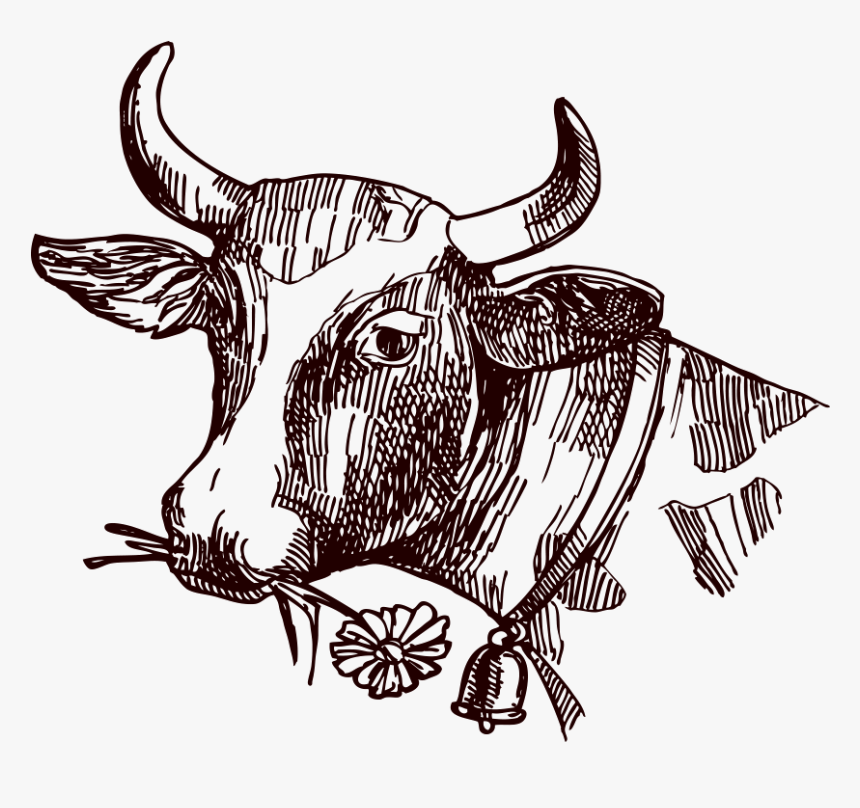 Image Freeuse Stock Texas Longhorn Milk Sketch - Cow Sketch Png, Transparent Png