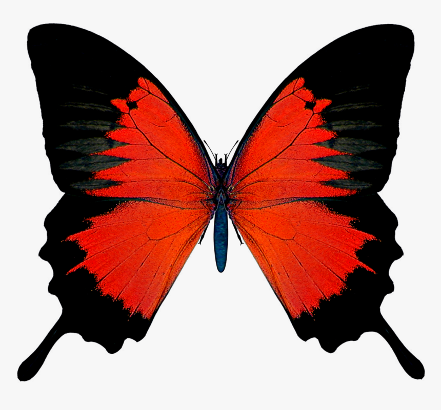 Butterflies Red And Black, HD Png Download