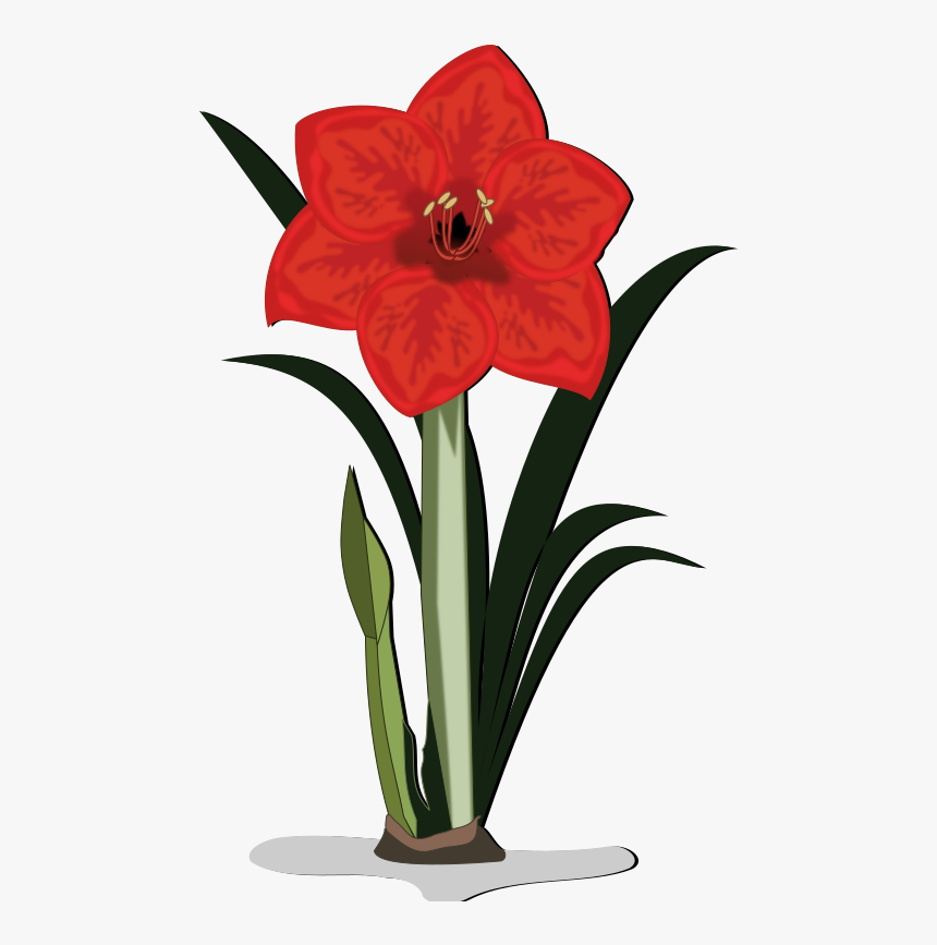 Flower - Amaryllis Clipart, HD Png Download