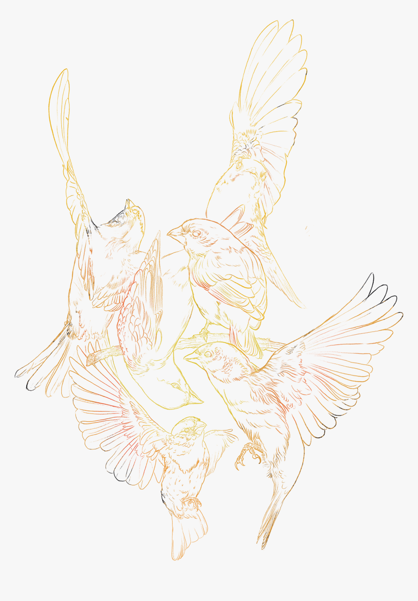 Sketch, HD Png Download