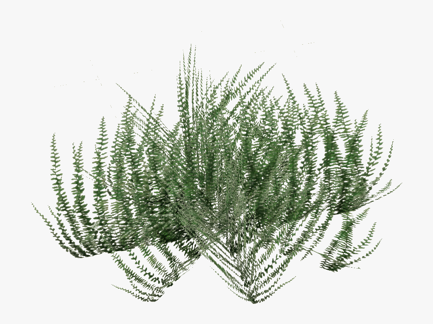Transparent Ground Png - Horsetail, Png Download