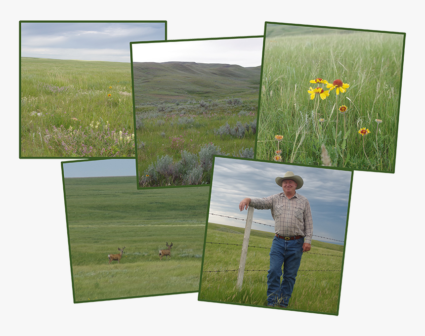 Balas - Picture Frame, HD Png Download