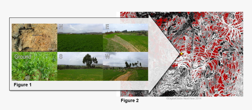 Grass, HD Png Download