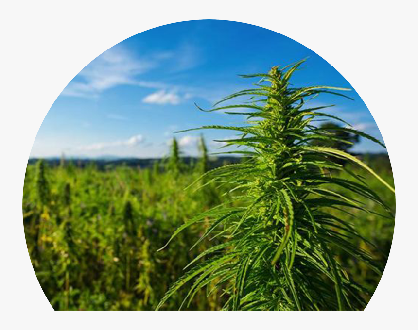 Cannabis Field, HD Png Download