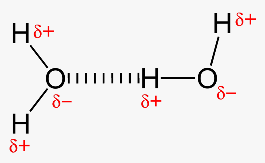 Hydrogen Bonding In Water 2d - Intermolecular Forces, HD Png Download