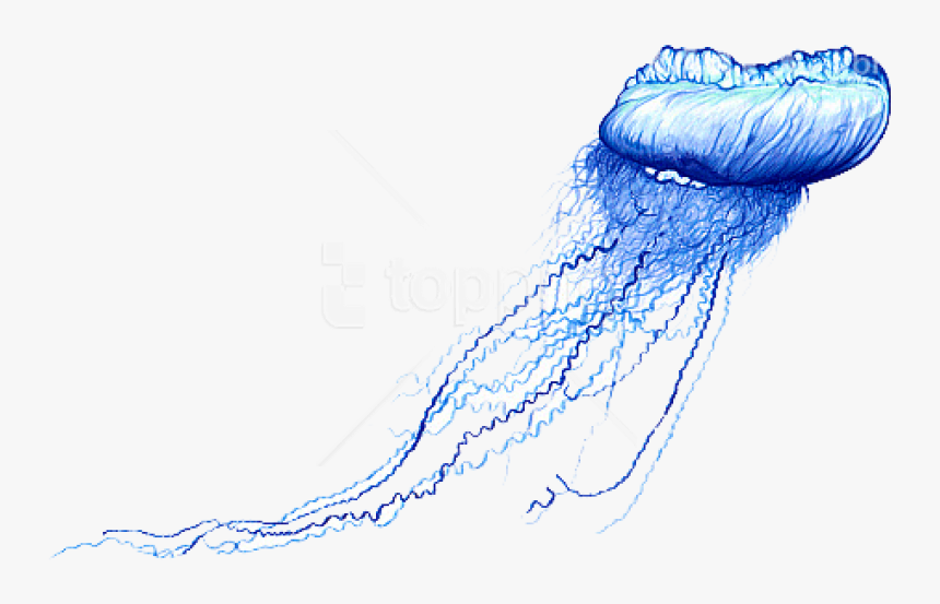 Man O - Blue Bottle Jellyfish Drawing, HD Png Download