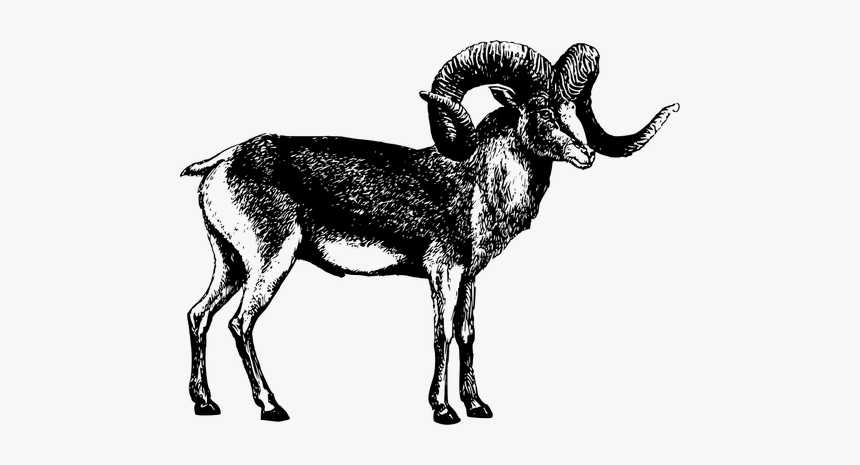 Male Goat Vector Illustration - Marco Polo Sheep Png, Transparent Png