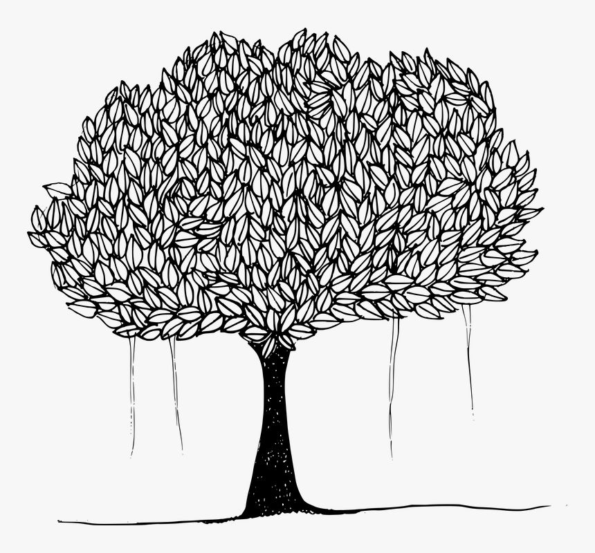 Banyan, Banyan Tree, Canopy, Leafy Trees, Plant, Shade - Drawing Of Peepal Tree, HD Png Download