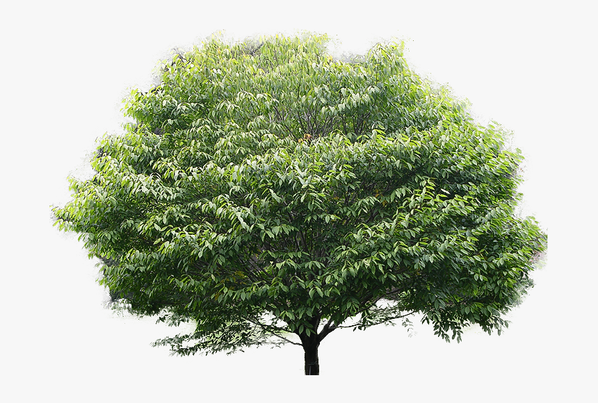 Leaf Clipart Banyan - American Hornbeam Tree, HD Png Download