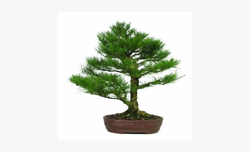 Bonsai, HD Png Download