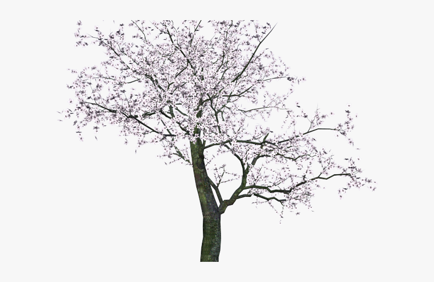 Banyan Tree Clipart Ped - Tree Sakura Png, Transparent Png