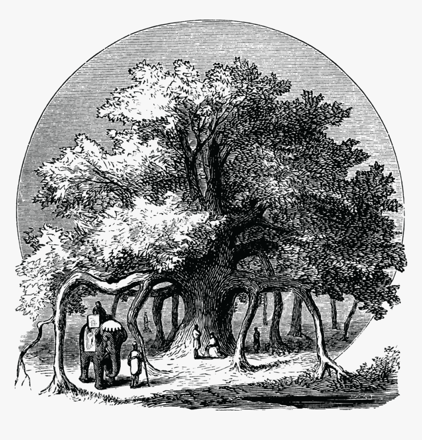 Banyan - Banyan Tree Clip Art, HD Png Download