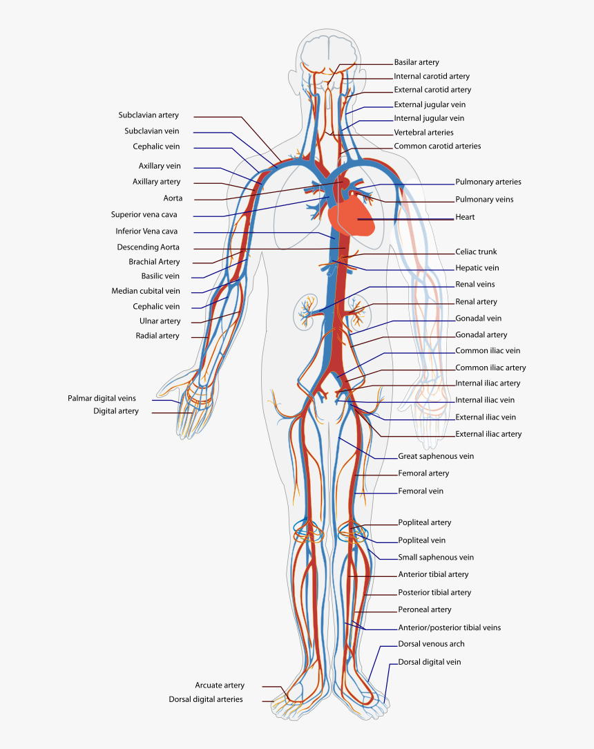 Circulatory System Diagram, HD Png Download