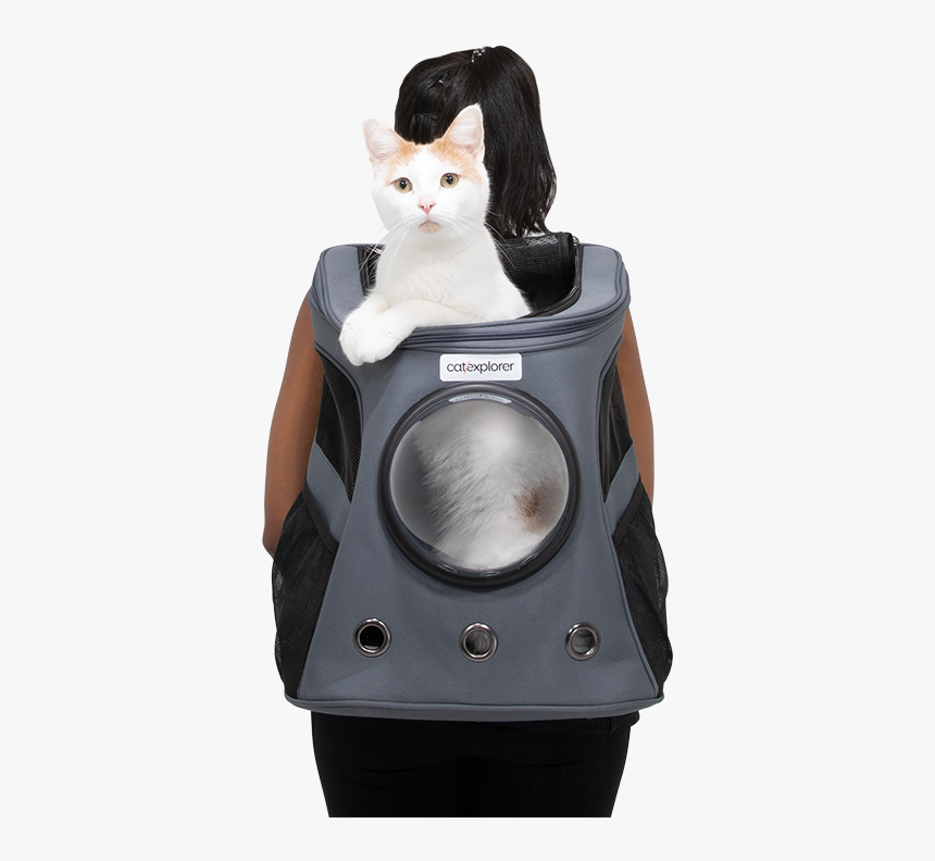 Catexplorer 1 May 19 0290 1200px - Domestic Short-haired Cat, HD Png Download