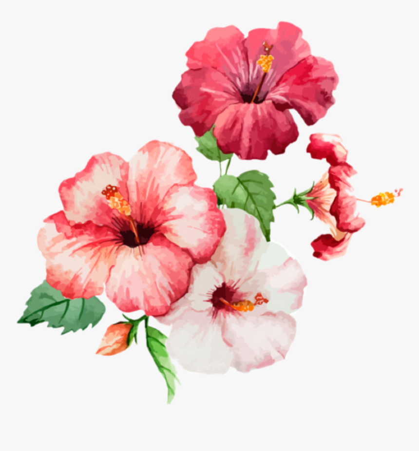 Flower Flowers Spring Spring - ภาพ สี น้ำ ดอก ชบา, HD Png Download