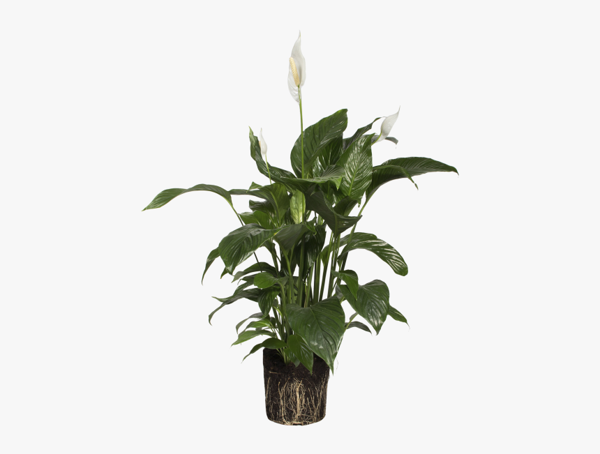 Peace Lily - Houseplant, HD Png Download