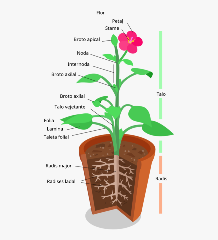 Anatomia De Un Planta - Plant System, HD Png Download