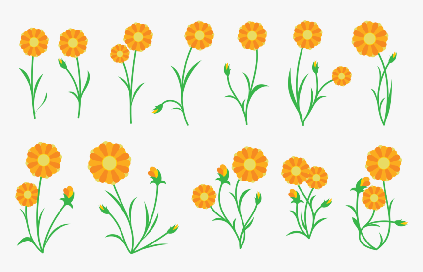 Calendula Vector De La Planta Descargue Gr225ficos - Calendula Vector, HD Png Download
