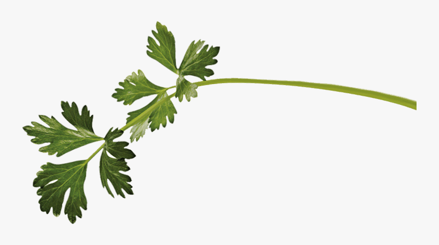 Marinar Planta - Imagem De Temperos Png, Transparent Png