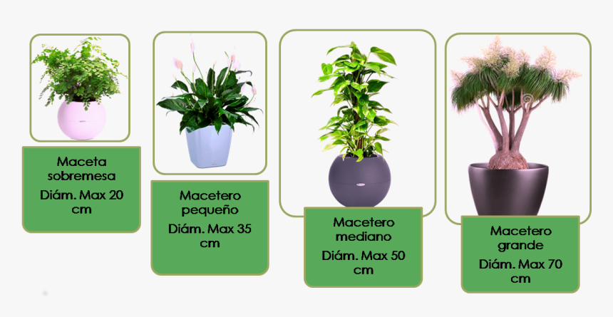 Tamaños De Las Plantas, HD Png Download