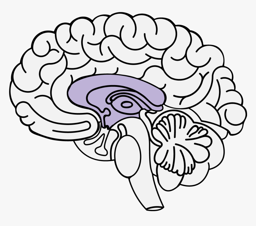 Pontine Brain, HD Png Download