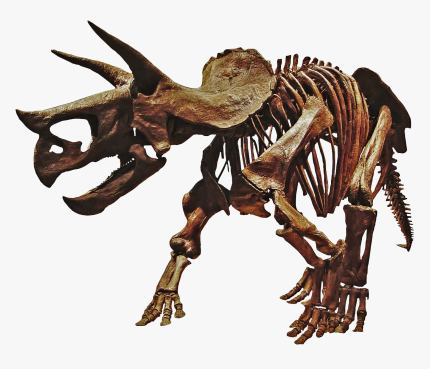Triceratops Dinosaur Skeleton Png , Png Download - Dinosaurs Skeleton Png, Transparent Png