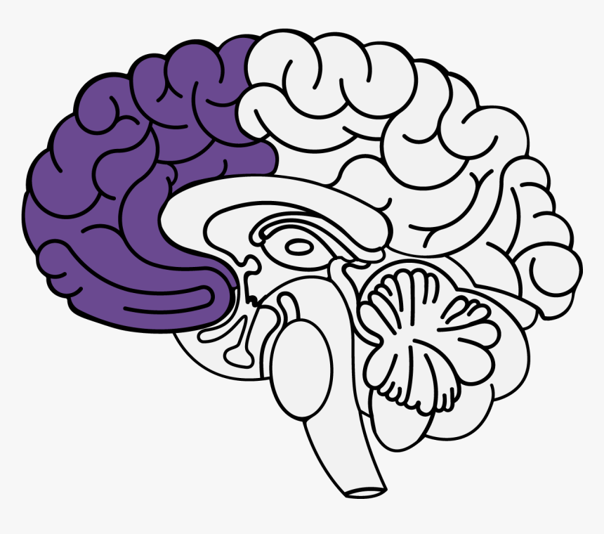 Diencephalon Location, HD Png Download