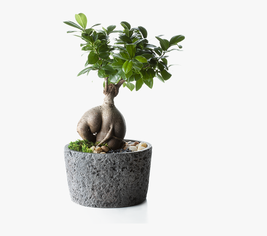 Flowerpot, HD Png Download