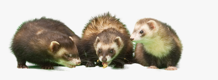Green Screen Png, Transparent Png
