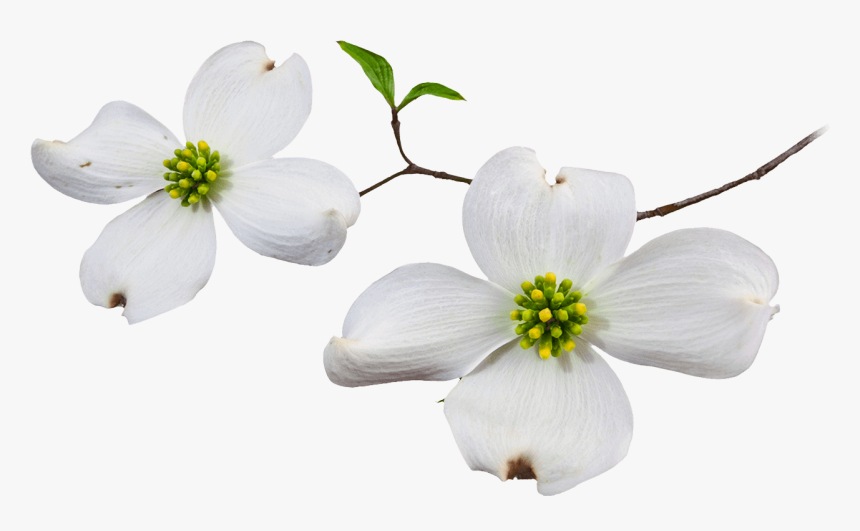 Dogwood Flower Png - Dogwood Flower White Background, Transparent Png