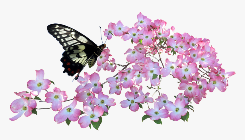 Butterfly, Dogwood, Flowers - Butterflies & Flowers Png, Transparent Png